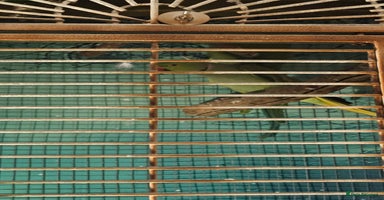 Parakeets birds - Advert 3