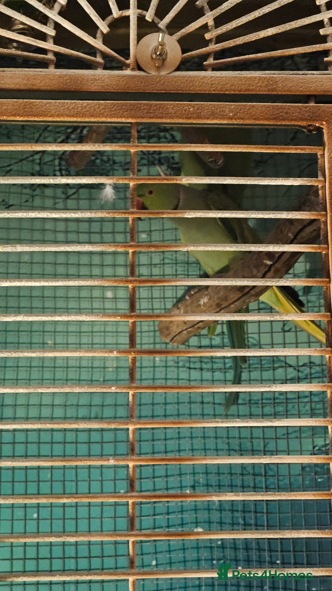 Parakeets birds for sale: Bonded Pair of Parakeets  - Image 3