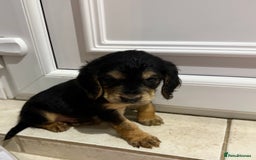 Cocker Spaniel dogs for sale: Cocker spaniel puppies for sale  - Image 2