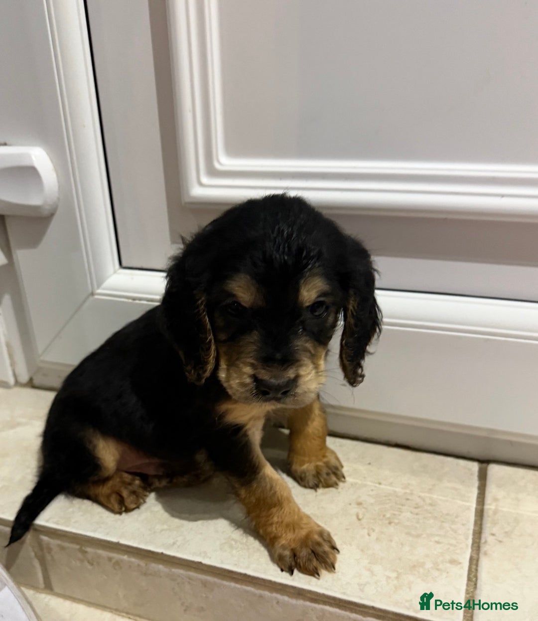 Cocker Spaniel dogs for sale: Cocker spaniel puppies for sale  - Image 2