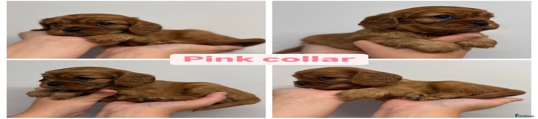 Pink Collar Cavalier King Charles Spaniel puppy 