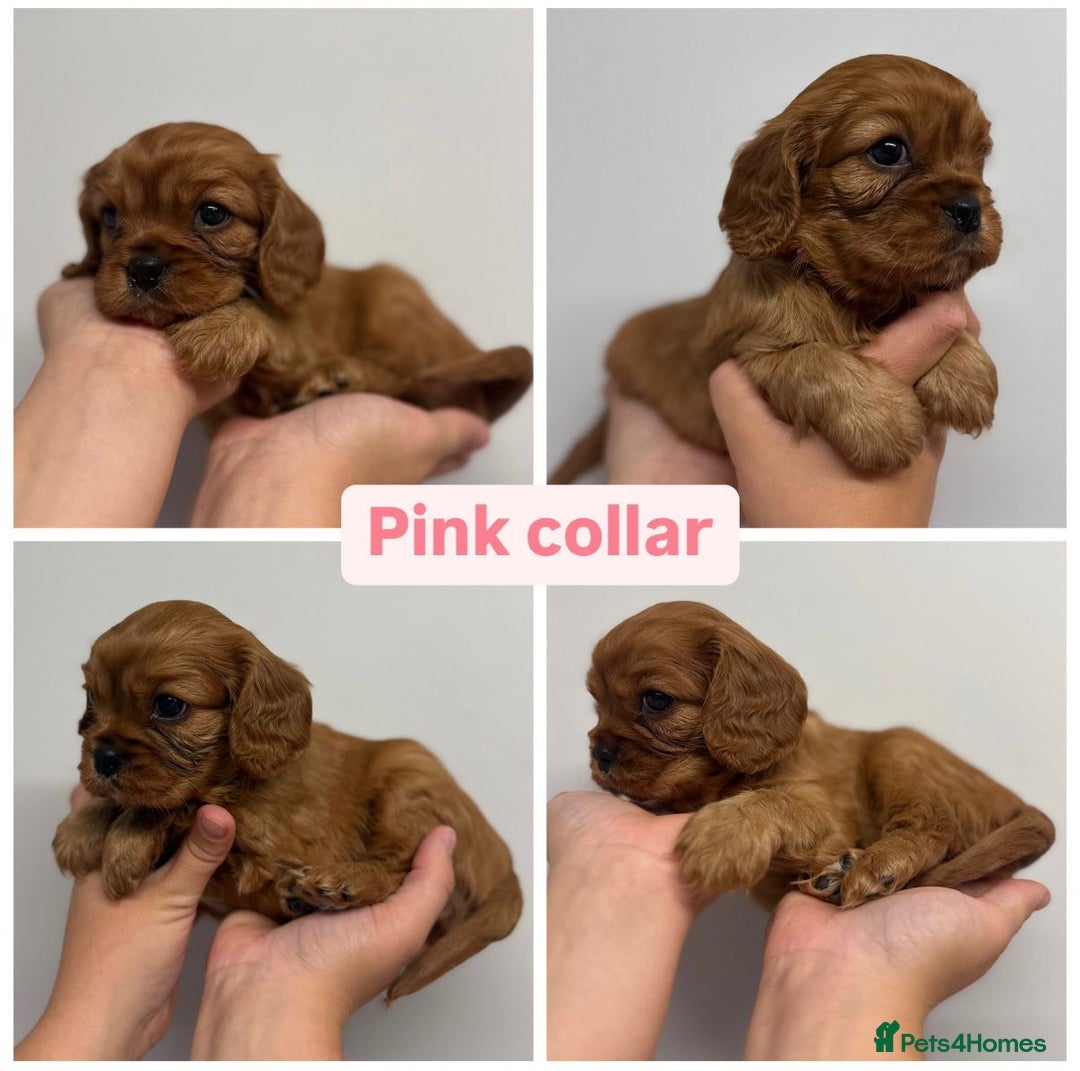 Cavalier King Charles Spaniel dogs for sale: GORGEOUS KC KING CHARLES CAVALIER PUPPYS - Image 5