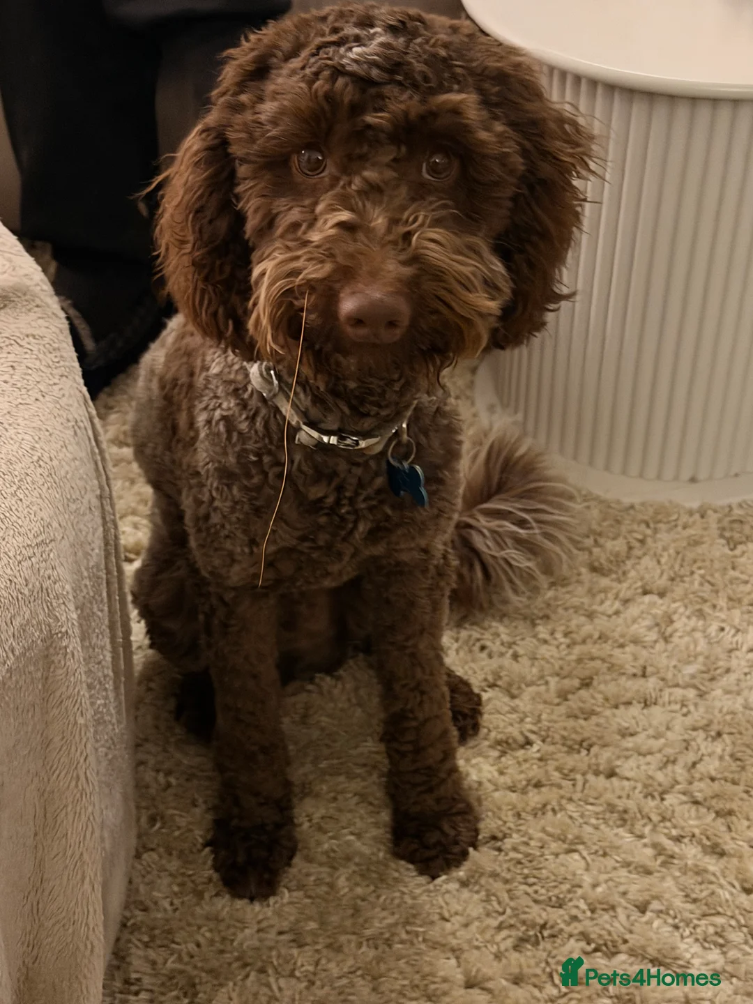 Cockapoo dogs for sale: Cockerpoo - Advert 6