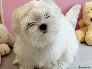 Maltese dogs Outstanding Quality Tiny Maltese - Advert 1