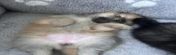 Pomeranian dogs for sale: Fluffy Pomeranian puppies 💖 - Advert 14