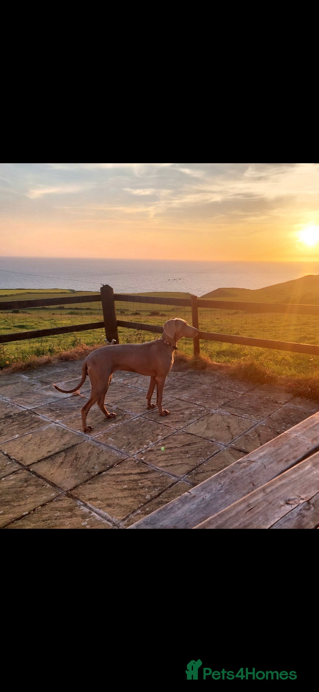 Weimaraner dogs for sale: Weimaraner KC Reg GUNALT CHAMPION BLOODLINE  - Advert 9