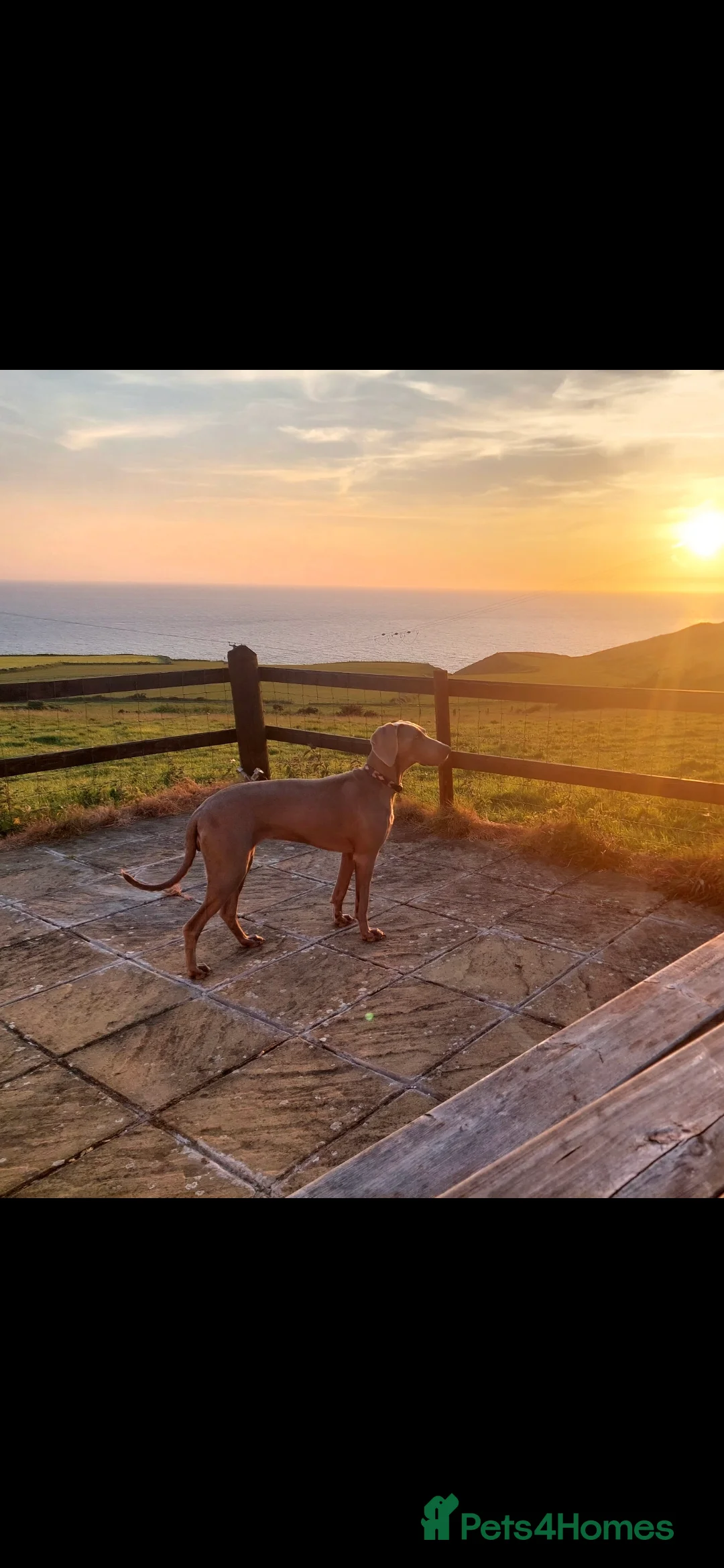 Weimaraner dogs for sale: Weimaraner KC Reg GUNALT CHAMPION BLOODLINE  - Advert 9