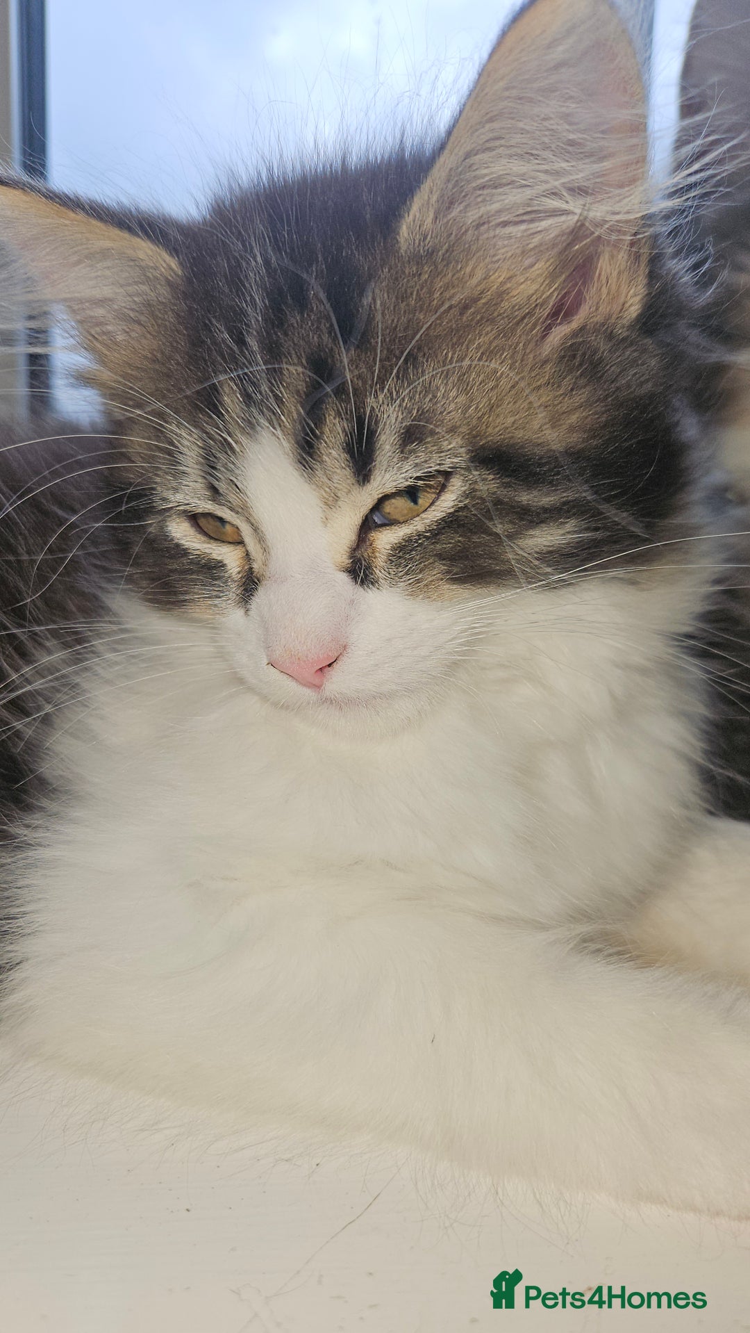 Maine Coon cats for sale: Beautiful Female Mixed Maine Coon kittens - Advert 17
