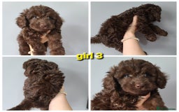 Cavapoo dogs for sale: Chocolate F1B Cavapoos. Health Tested.  - Image 8