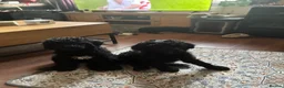 Standard Poodle dogs for sale: REDUCED TWO BOYS SOLD ONE GIRL SOLD stunning pups  - Advert 3