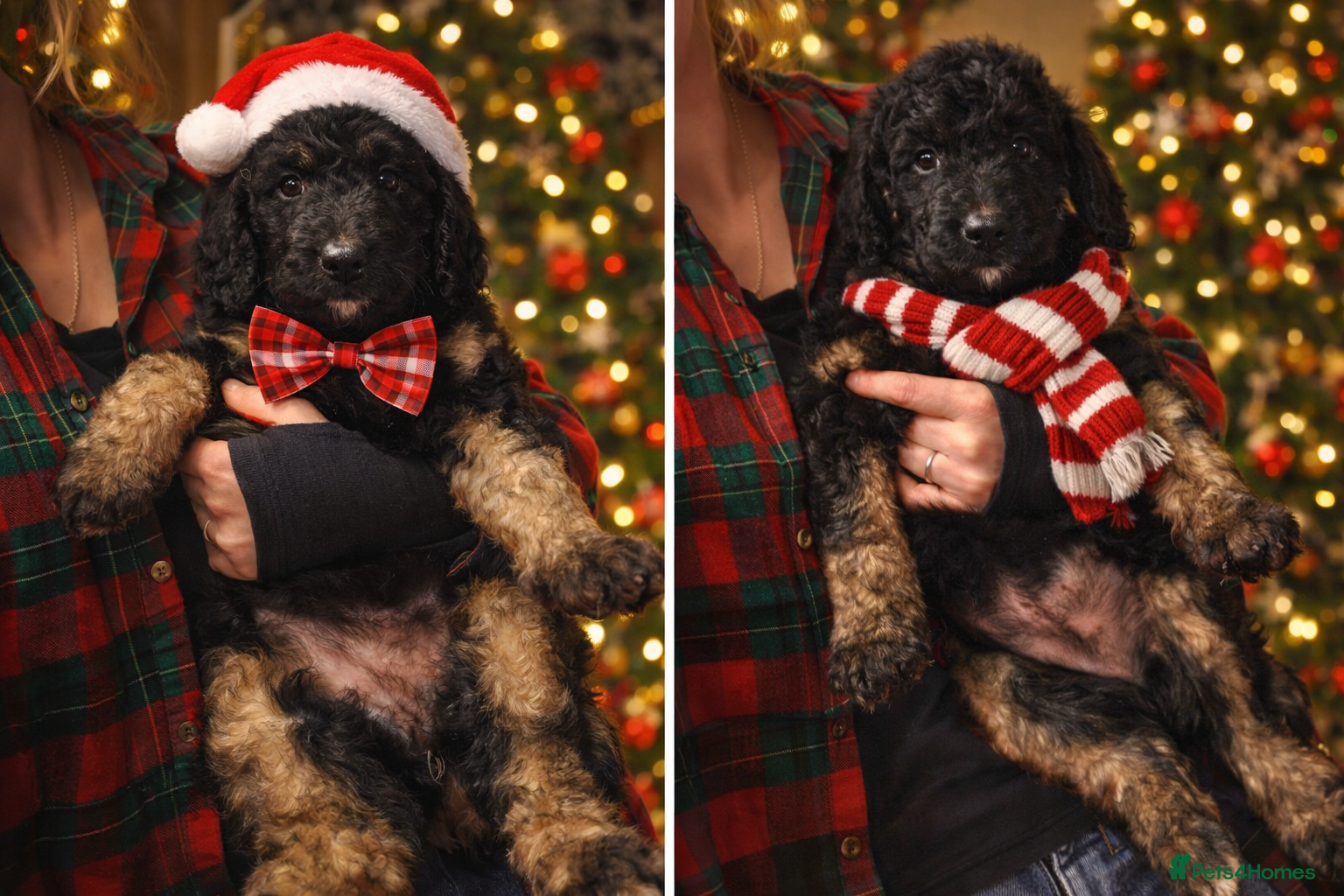 Bernedoodle dogs Exceptional Quality ❤️ - Advert 11