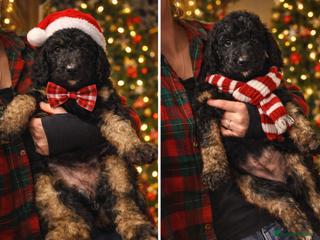 Bernedoodle dogs Exceptional Quality ❤️ - Advert 11