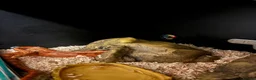 Corn Snake reptiles for sale: Friendly corn snake in Rye - Advert 12