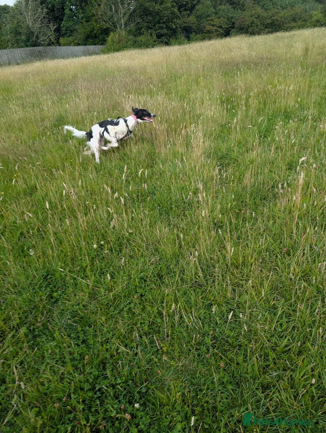 Mixed Breed dogs for sale: Saluki collie female  - Advert 2