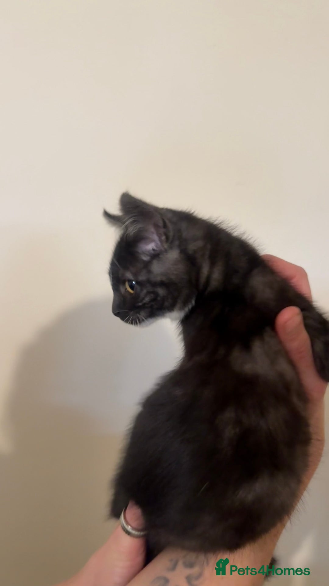 Domestic Shorthair cats for sale: Lovely kitten ready for forever home  - Advert 16