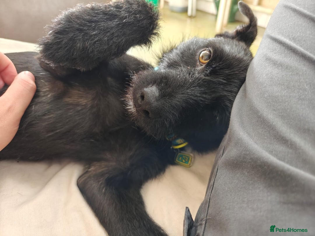 Patterdale Terrier dogs for adoption: Cricket - Image 2