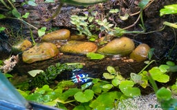 Frog reptiles for sale: Fire belly toads and dart frog - Image 3
