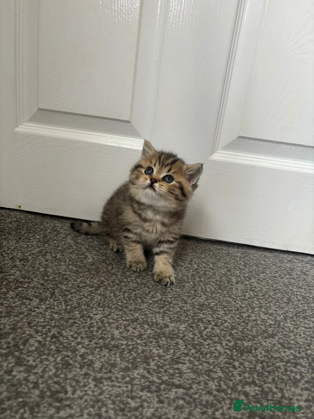 Scottish Fold cats for sale: Scottish Fold kittens - Advert 5