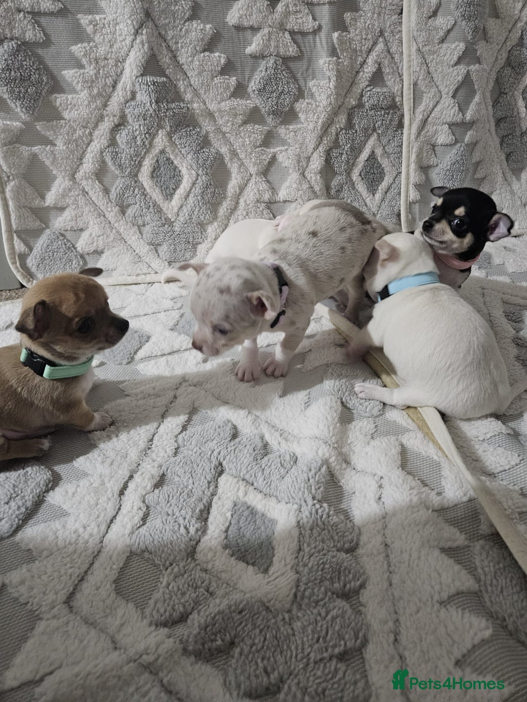 Chihuahua dogs for sale: Chihuahua puppies for sale - Advert 5