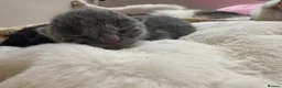 Mixed Breed cats for sale: THREE ADORABLE KITTENS LOOKING FOR LOVING HOMES! in Slough - Advert 21