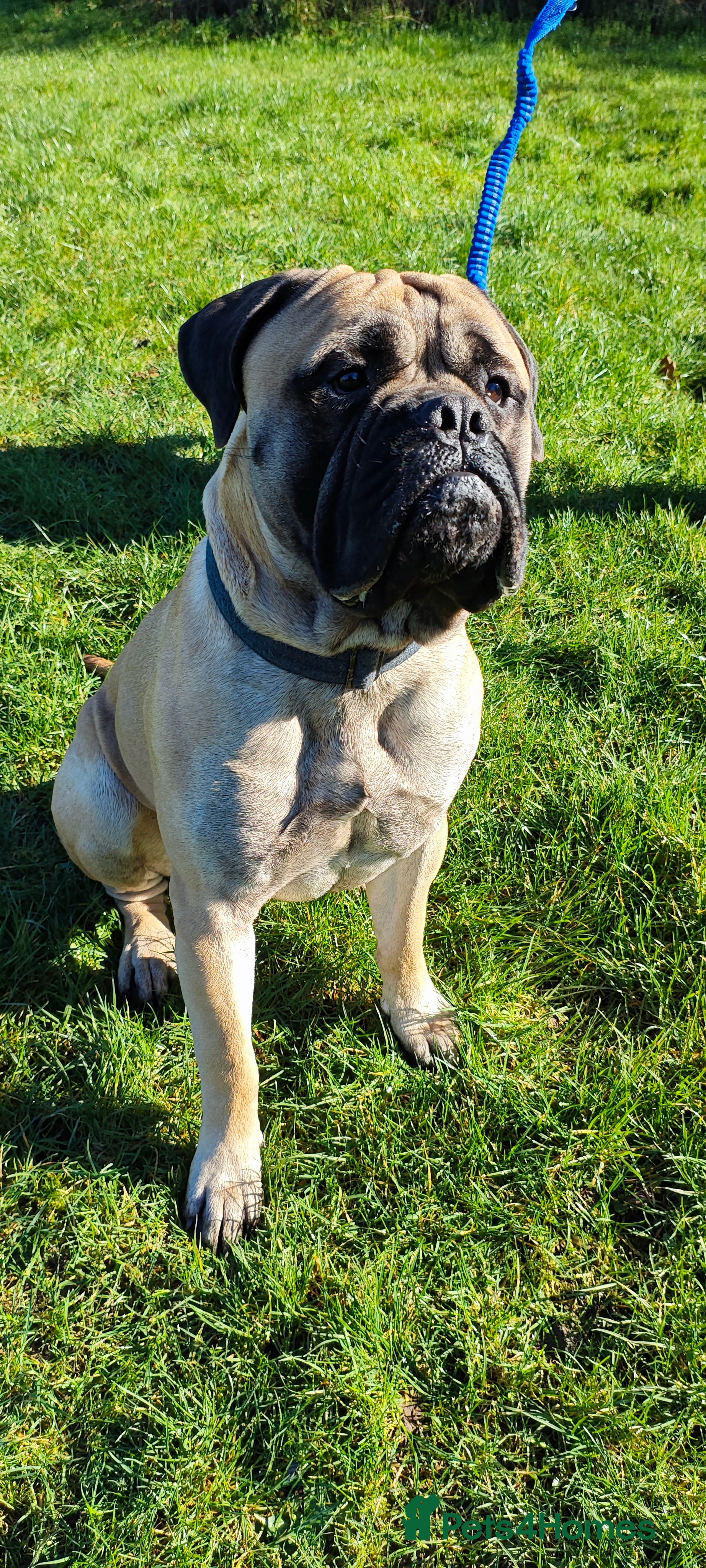 Bullmastiff dogs 🐾 PROVEN GENTLE GIANT: BULLMASTIFF FOR STUD 🐾 - Advert 16