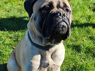 Bullmastiff dogs 🐾 PROVEN GENTLE GIANT: BULLMASTIFF FOR STUD 🐾 - Advert 1