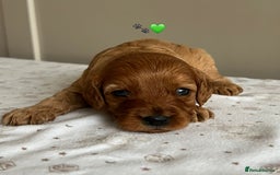 Cavapoo dogs for sale: Fully health tested Cavapoo 🐾🐶 - Image 10