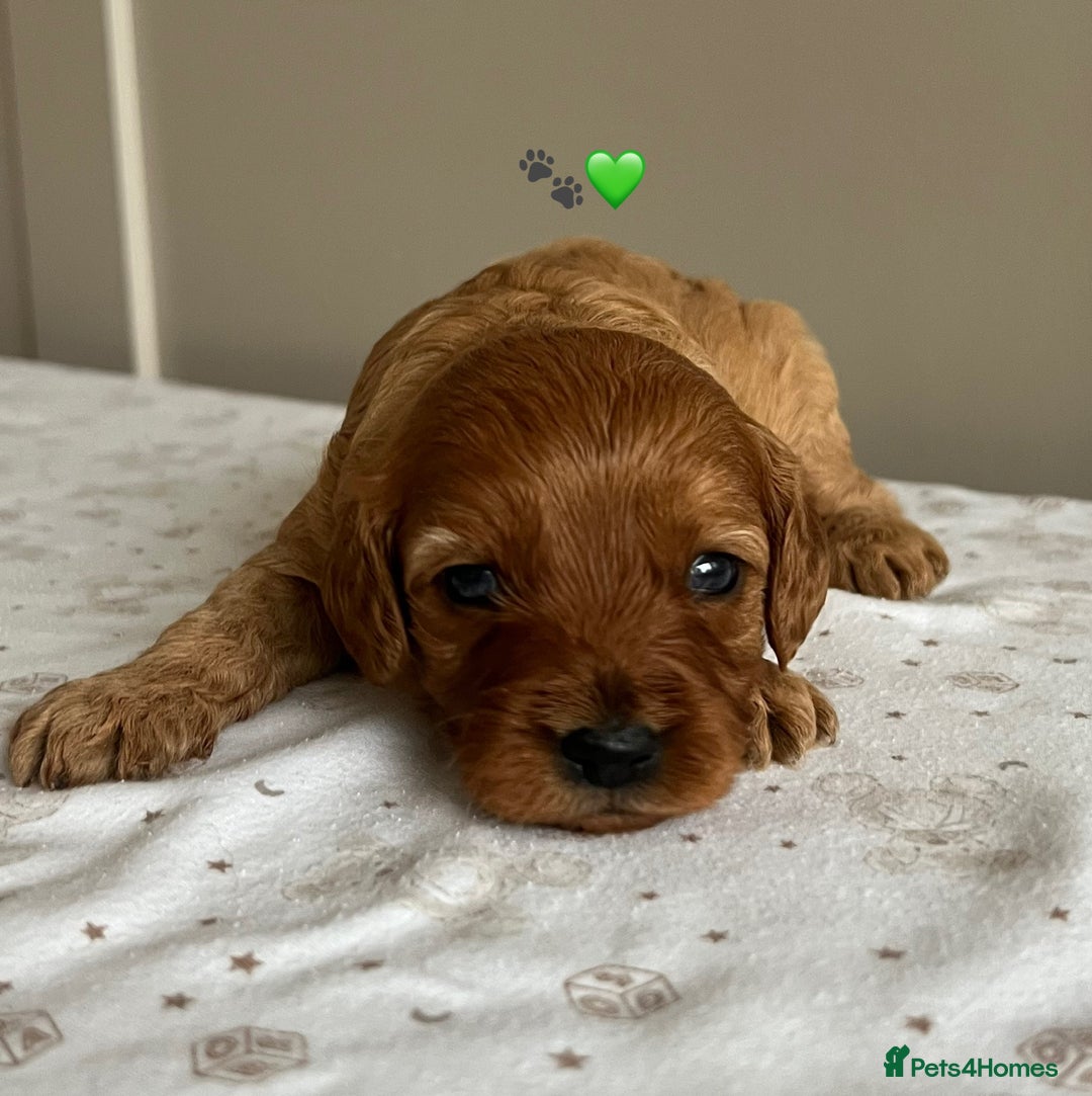 Cavapoo dogs for sale: Fully health tested Cavapoo 🐾🐶 - Image 10