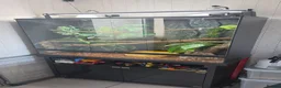 Python Snake reptiles for sale: Green tree python  - Advert 3