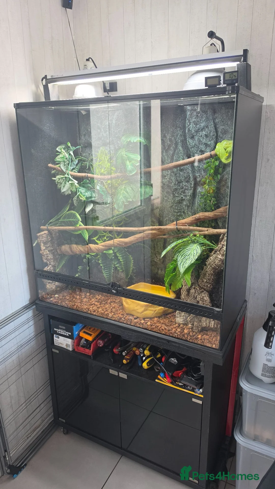 Python Snake reptiles for sale: Green tree python  - Advert 3