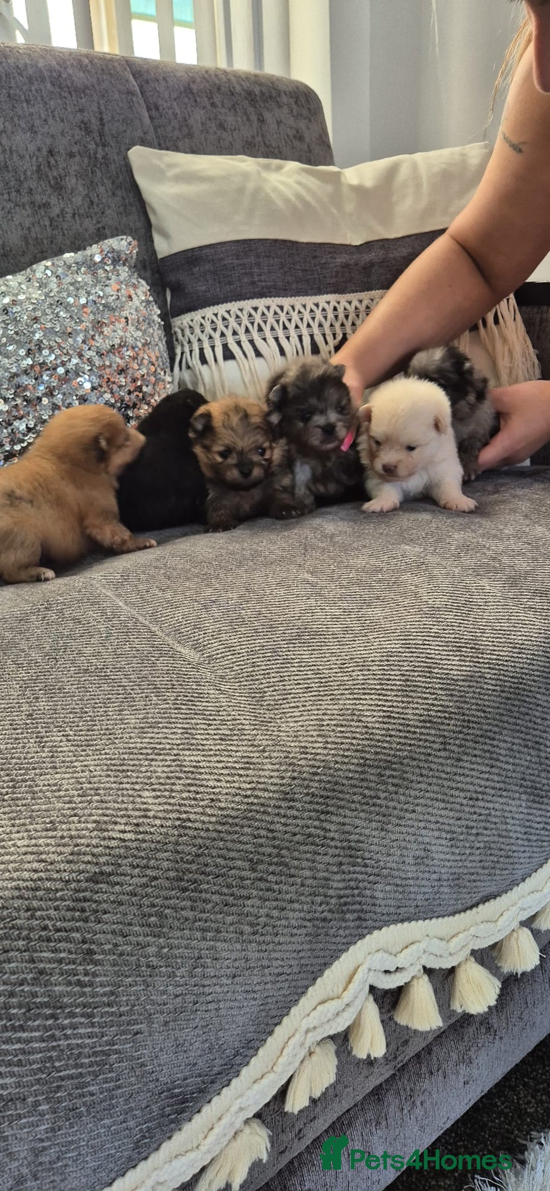 Pomeranian dogs for sale: Pomeranian teddy face xs size  - Image 1