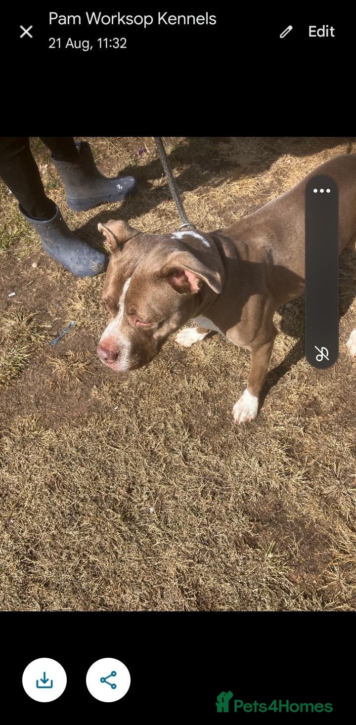 American Bull Staffy dogs Gorgeous staffie cross dogs for adoption  - Advert 1