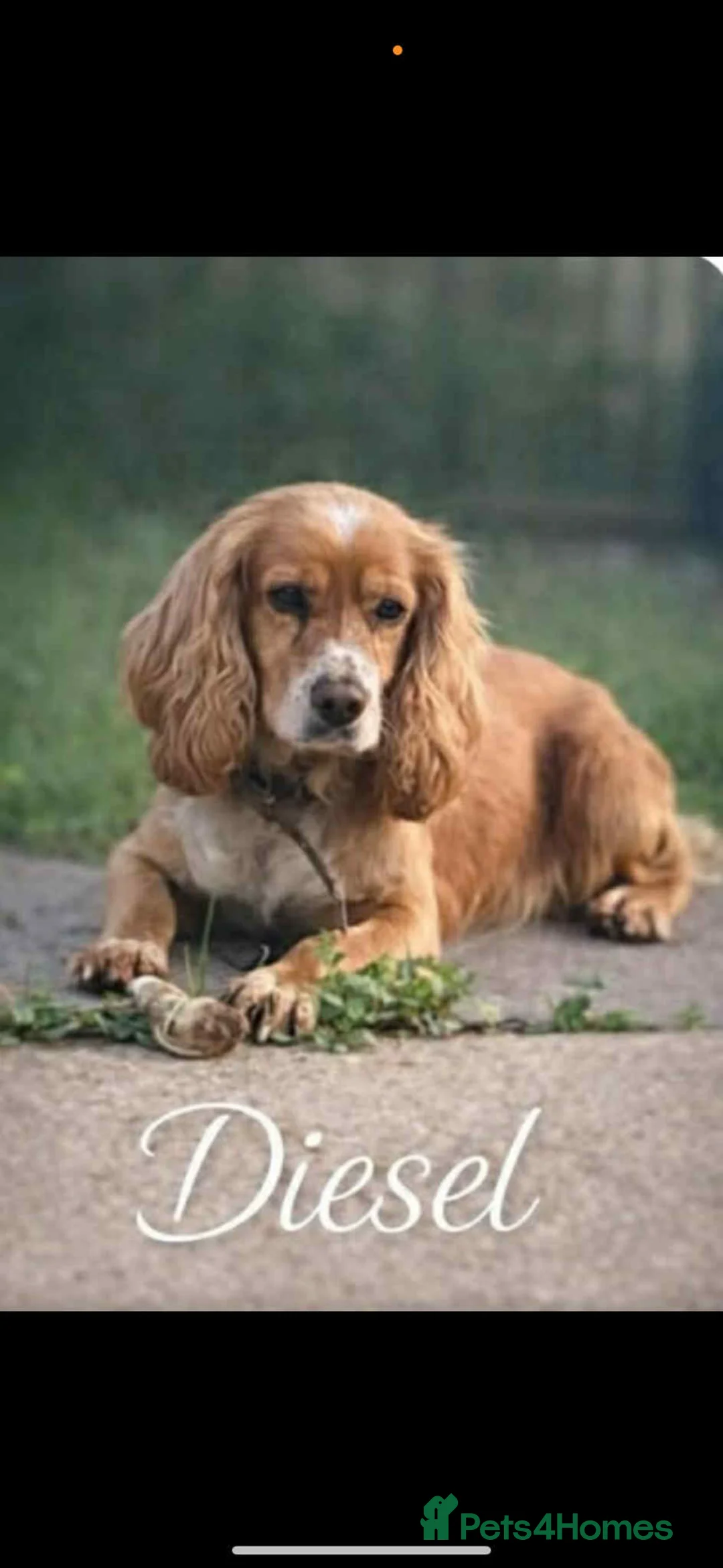 Cocker Spaniel dogs for sale: Cocker spaniel puppies  - Advert 9