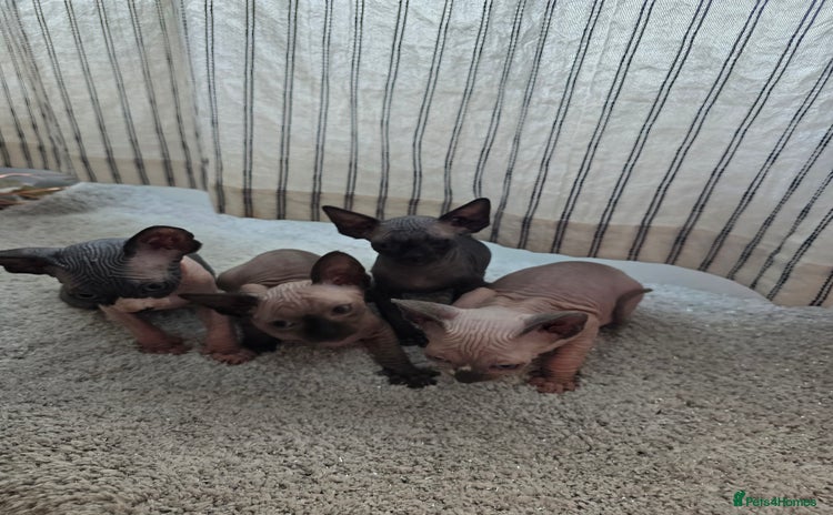 Sphynx cats - Advert 13