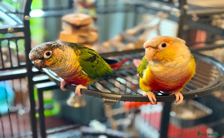 Conures birds - Advert 2