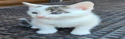 Ragdoll cats for sale: 3 kittens for living homes in Southampton - Advert 3