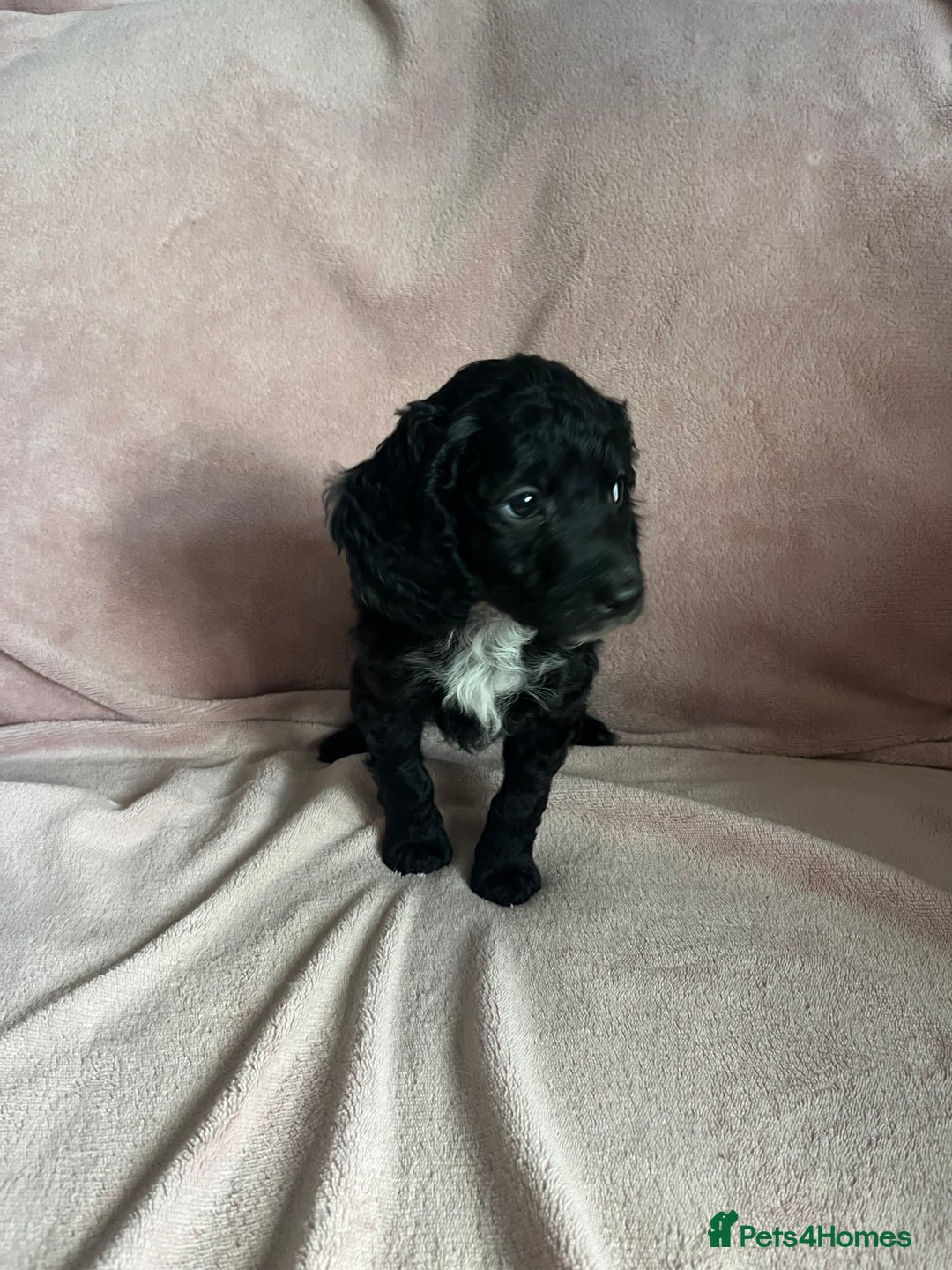 Cockapoo dogs for sale: Cockapoo puppies  - Image 5