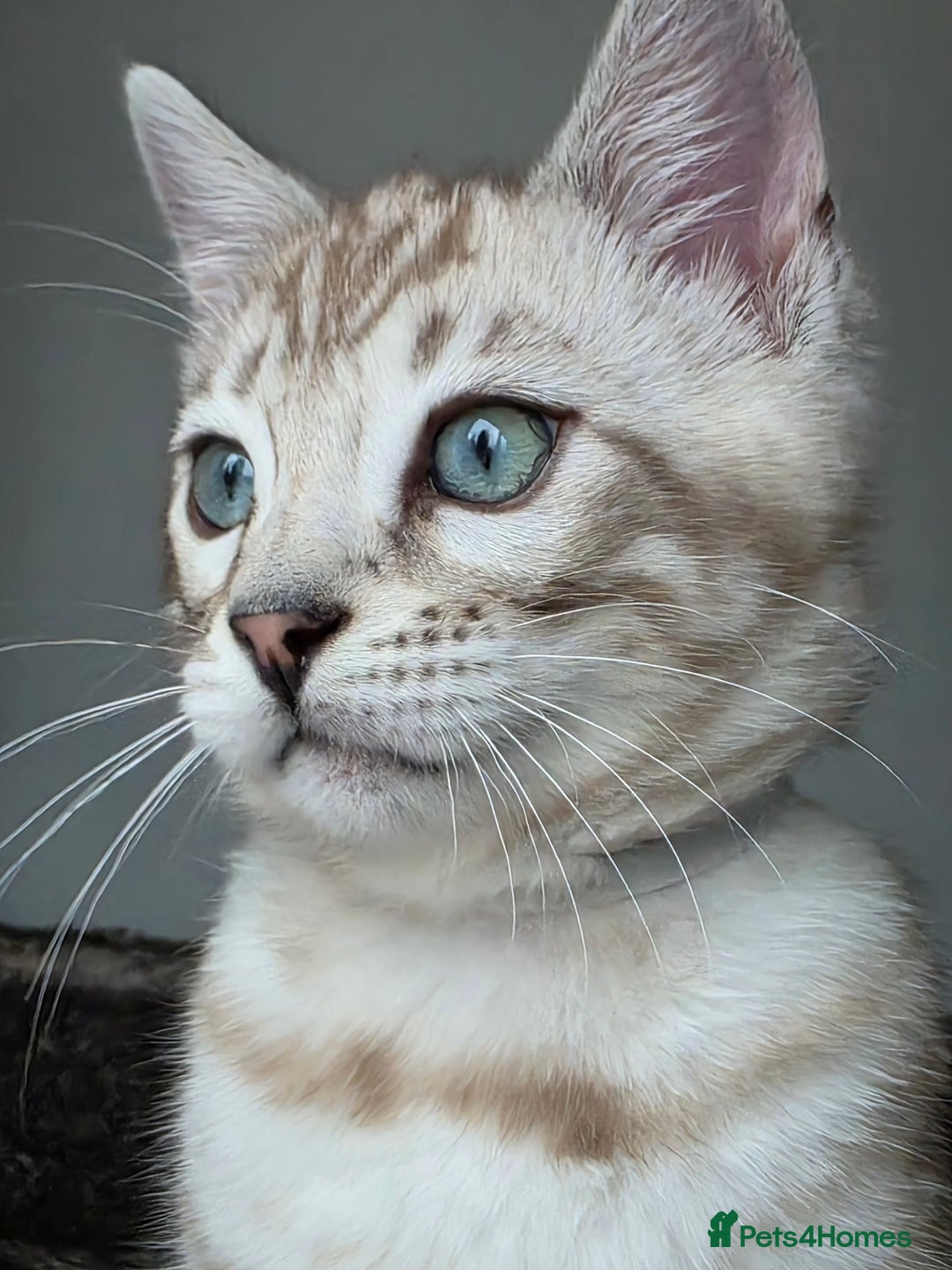 Bengal cats for sale: ❄️ Gorgeous Snow and Charcoal Bengals ❄️  - Advert 28