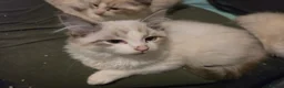 Ragdoll cats for sale: Registered/Pedigree/Stunning/Ragdolls  - Advert 2