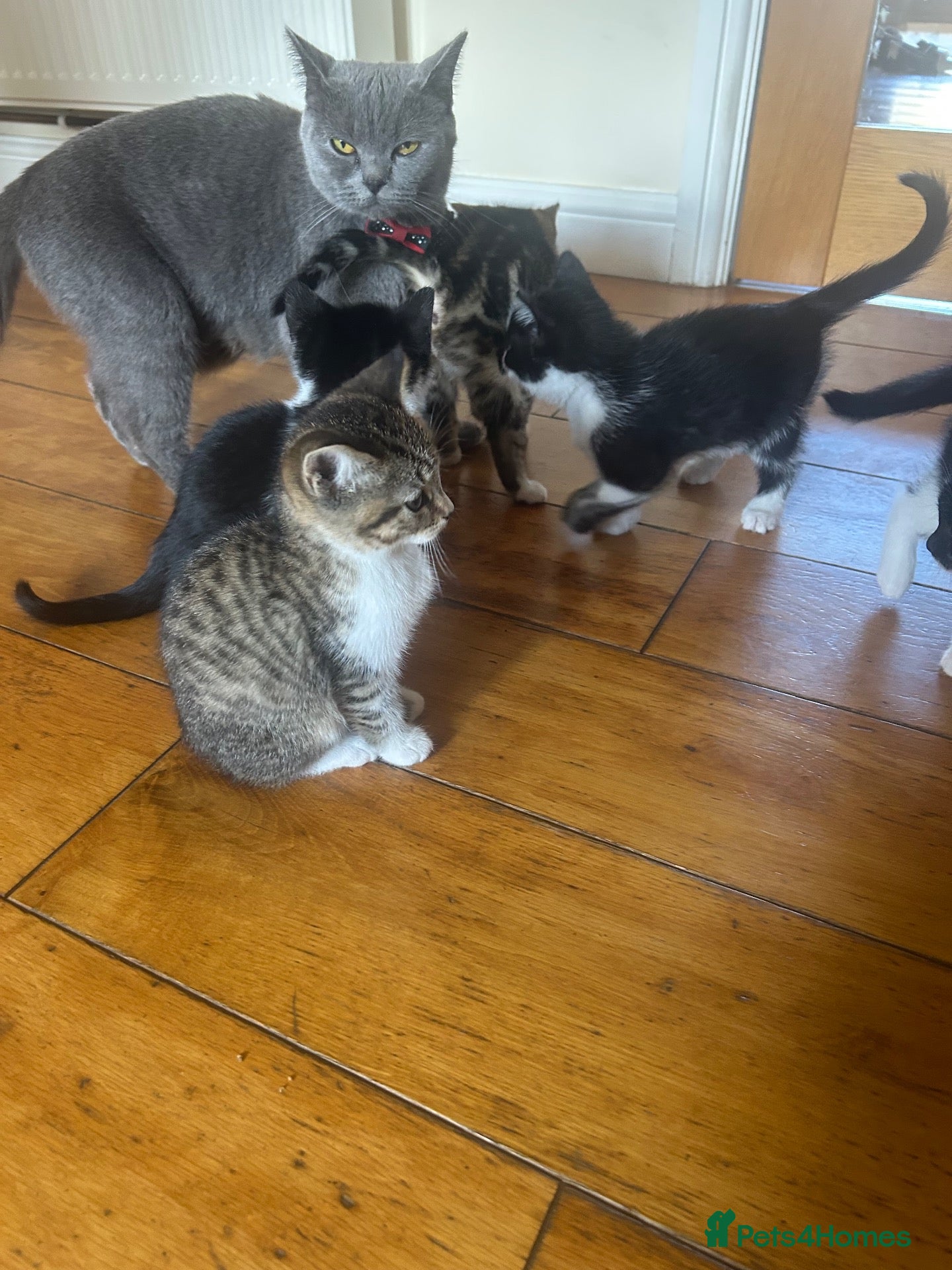 Mixed Breed cats 🐱💕 Lovely Mixed Kittens Looking for New Homes 💕 - Advert 11