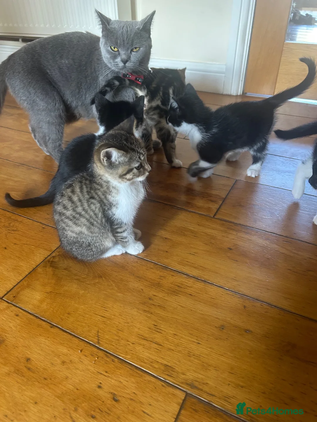 Mixed Breed cats for sale: 🐱💕 Lovely Mixed Kittens Looking for New Homes 💕 in Bradford - Advert 1