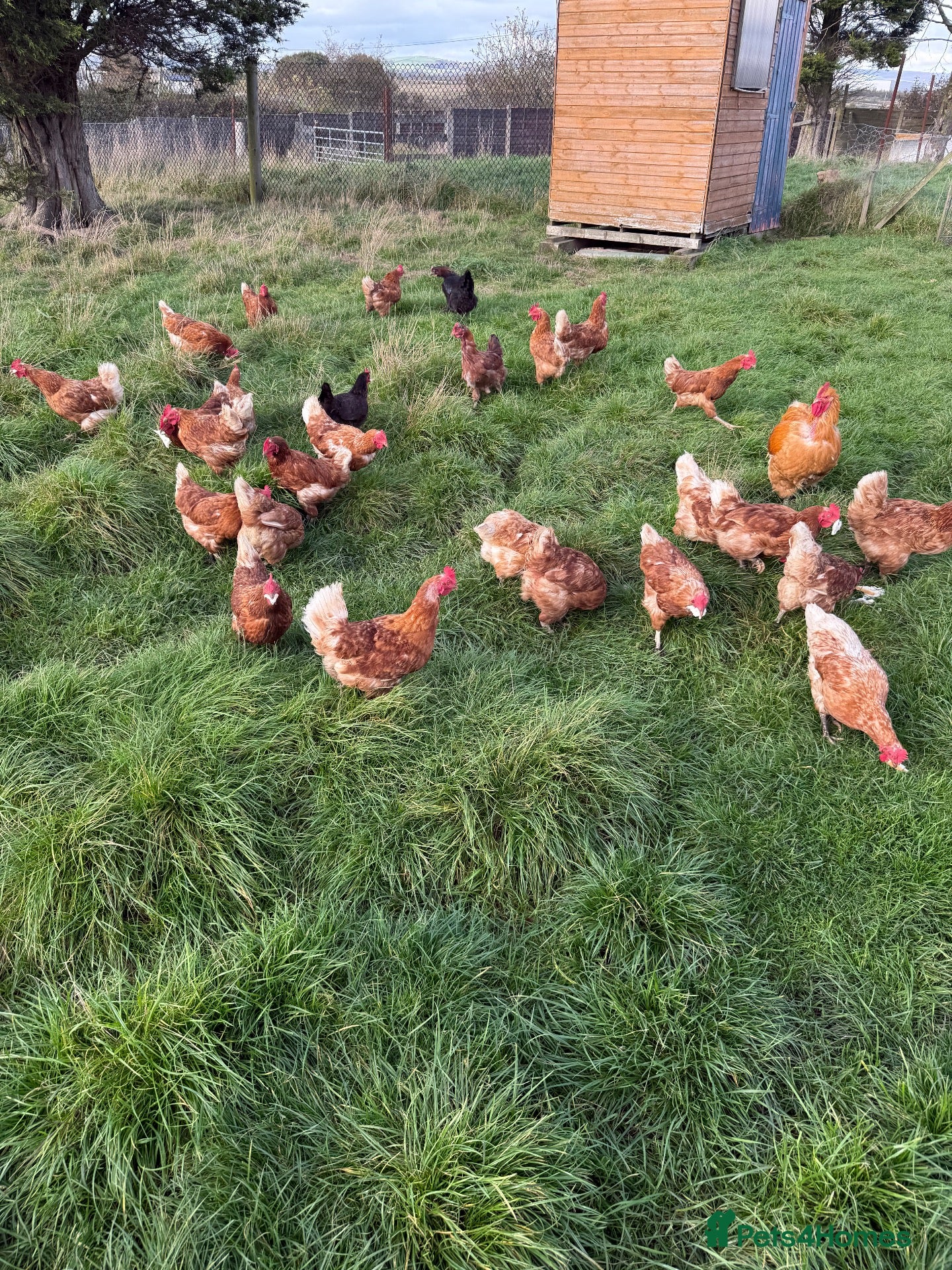 Chickens poultry for sale: Chickens an ducks  - Advert 1