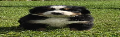 Bernese Mountain Dog 1