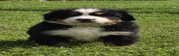 Bernese Mountain Dog dogs for sale: Quality Purebred Bernese Mountain Dog Pups  - Advert 3