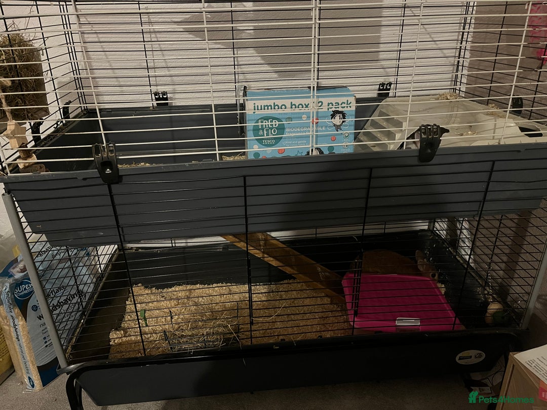 Netherland Dwarf rabbits for sale: 2 female dwarf rabbits - Advert 5