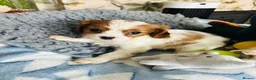Cavalier King Charles Spaniel dogs for sale: 6 SWEET LITTLE BEAUTIES 2 boys 4 girls  - Advert 21