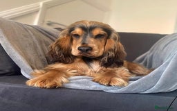 Cocker Spaniel dogs for sale: SHOW cocker spaniel puppies  - Image 28