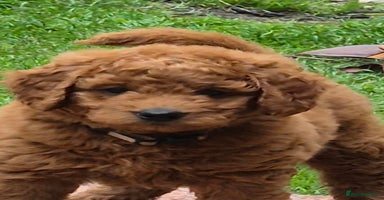 Cockapoo dogs - Advert 4