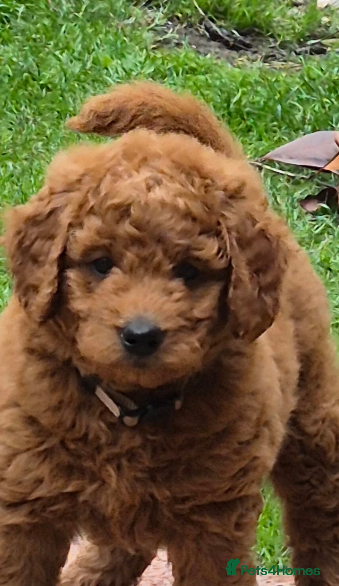 Cockapoo dogs for sale: Cockapoo f1b - Image 2