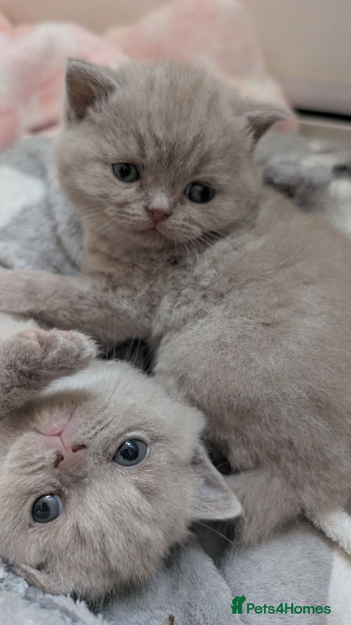 British Shorthair cats Lilac British shorthair kittens - Advert 5
